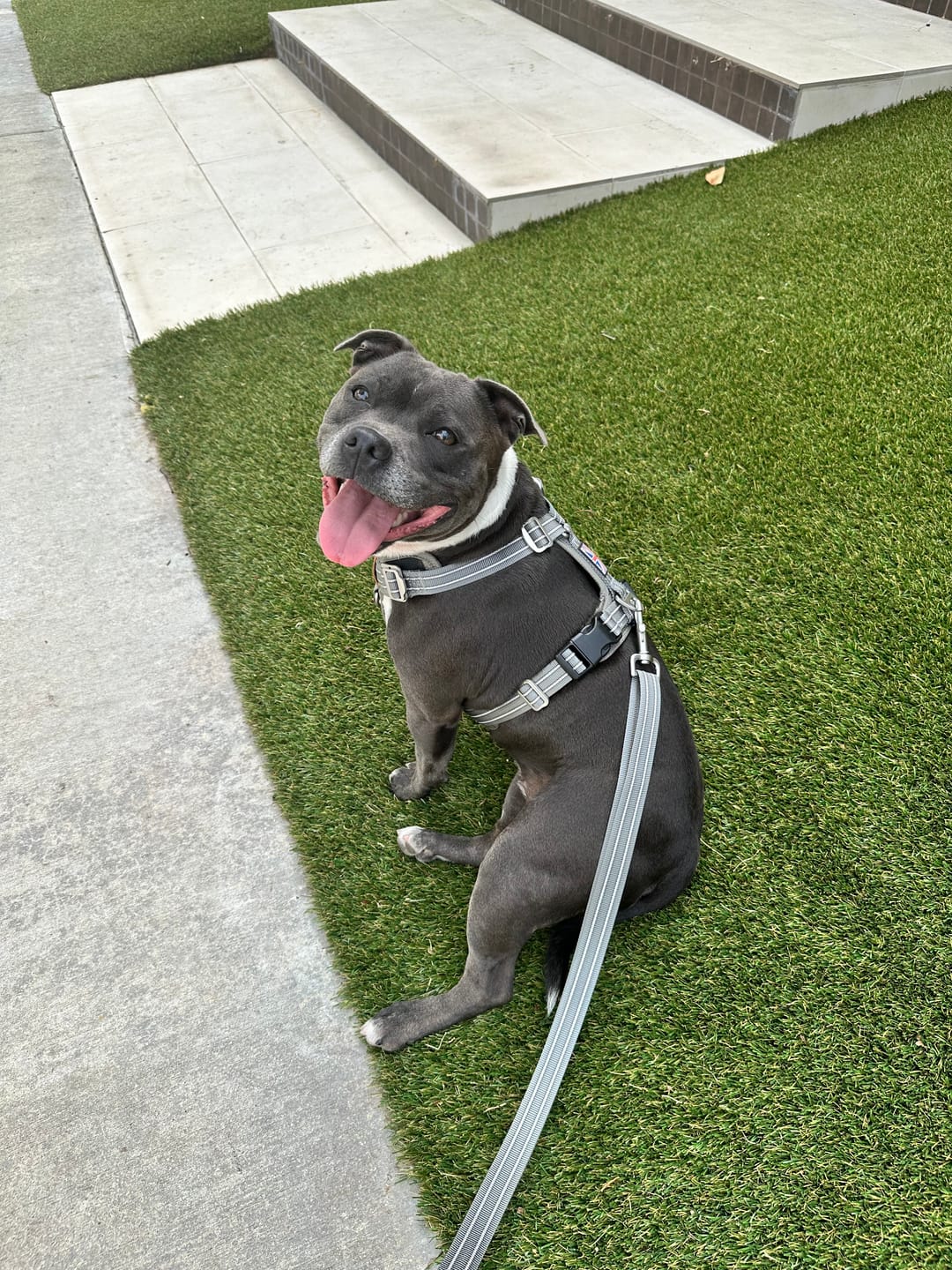Customer photo review of Staffordshire Bull Terrier 1935® Harness & Leash Set - Grey
