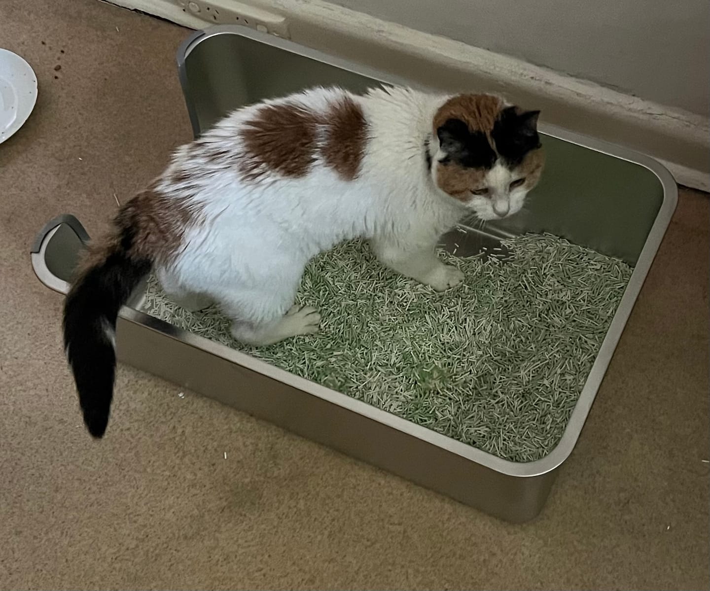 Customer photo review of MICHU Tofu Cat Litter Gen3 6L -Rainbow Combo(Pack of Five)