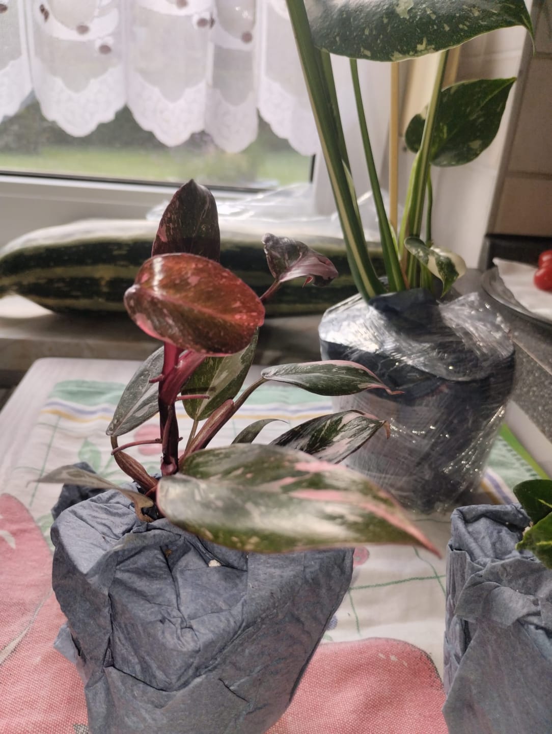 Customer photo review of PHILODENDRON PINK PRINCESS