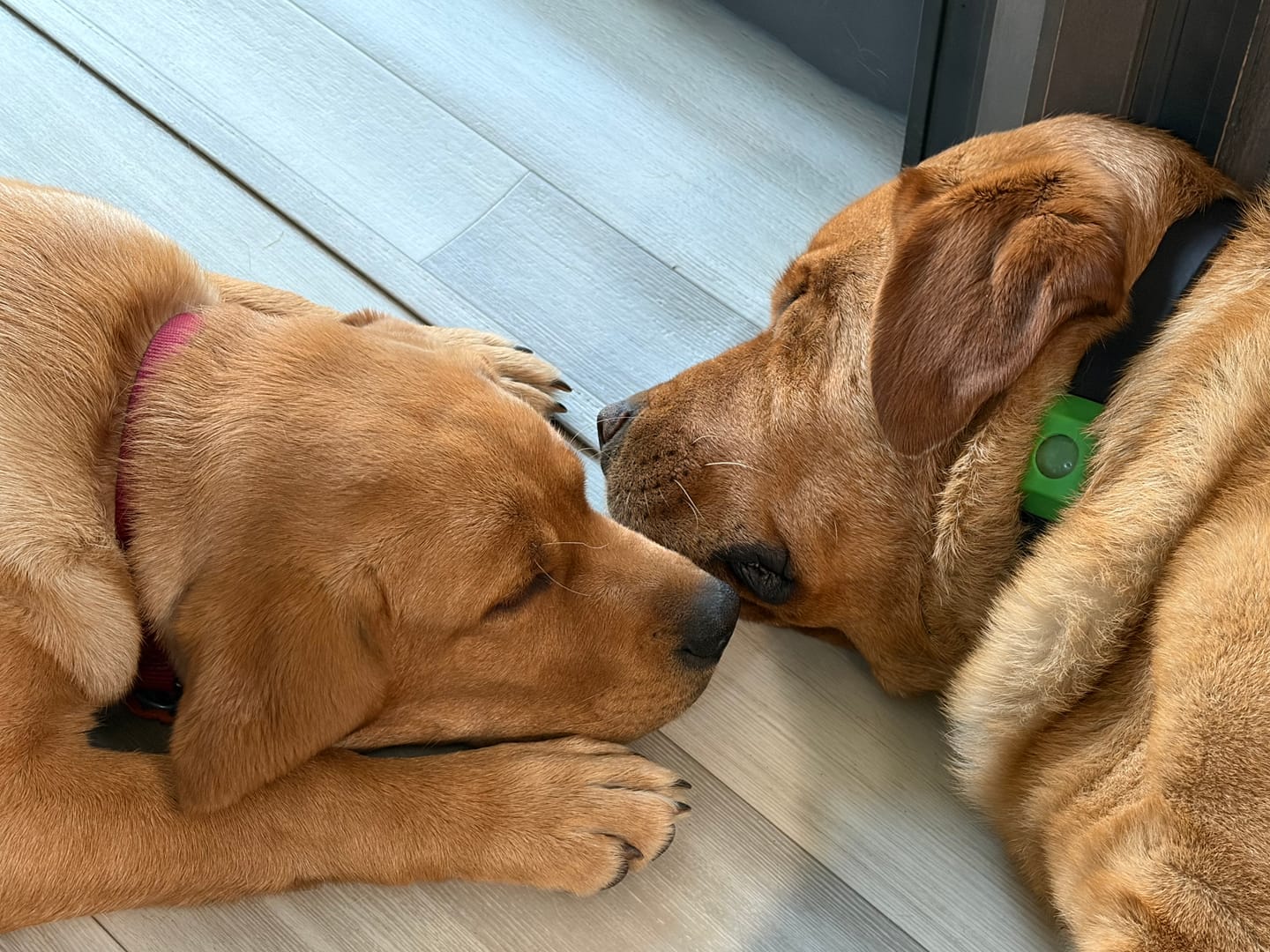 Customer photo review of FurLife™ - 12 Months All Natural Flea and Tick Tags for Dogs