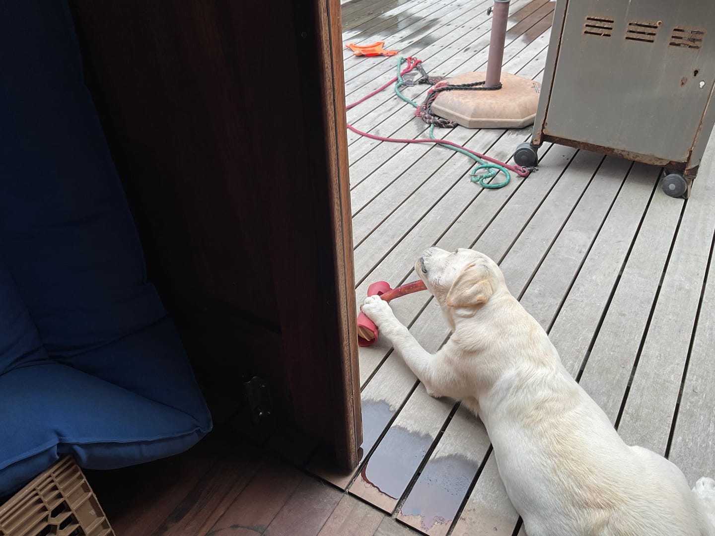 Customer photo review of Bully Stick Safety Holder