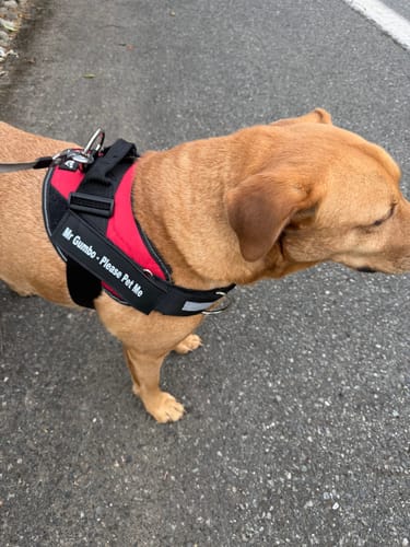 Customer's dog wearing a red and black Dogshood No Pull Harness with a personalized name patch outdoors.
