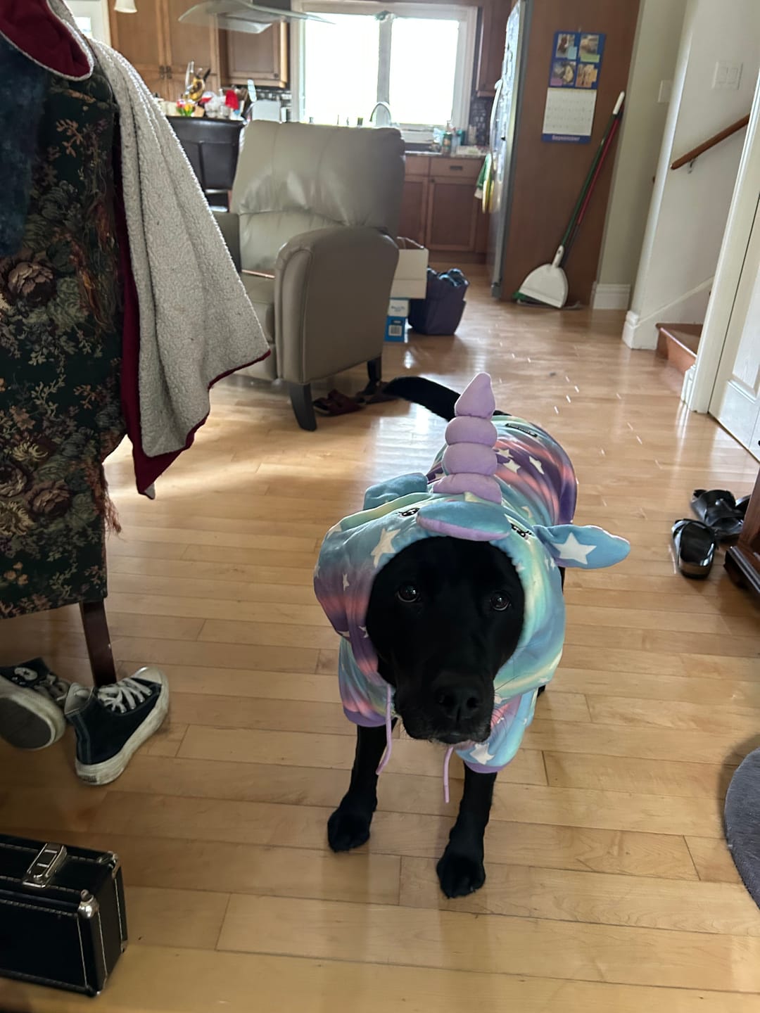 Customer photo review of Halloween Dog Hoodies (Limited Edition)