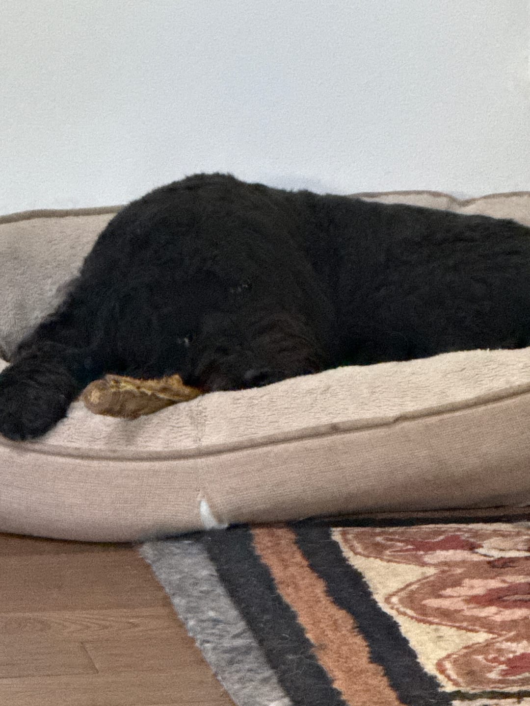 Customer photo review of Large Ostrich Cane (11.5" x 5"): The Ultimate Long-Lasting Chew for Medium, Large & XL Dogs