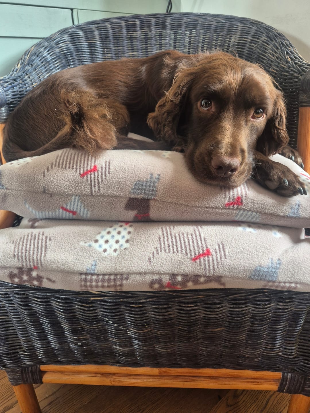 Customer photo review of Scotty Dogs on Beige Anti Pill Polar Fleece Fabric