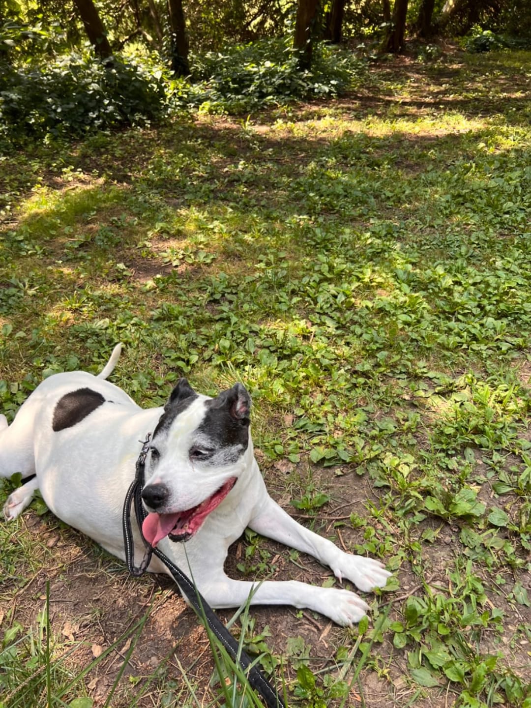 Customer photo review of Natural Paw Balm for Dogs & Cats