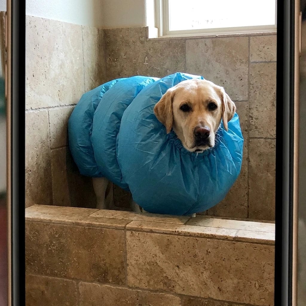 Customer photo review of Traje Secador Rápido para Perros y Gatos