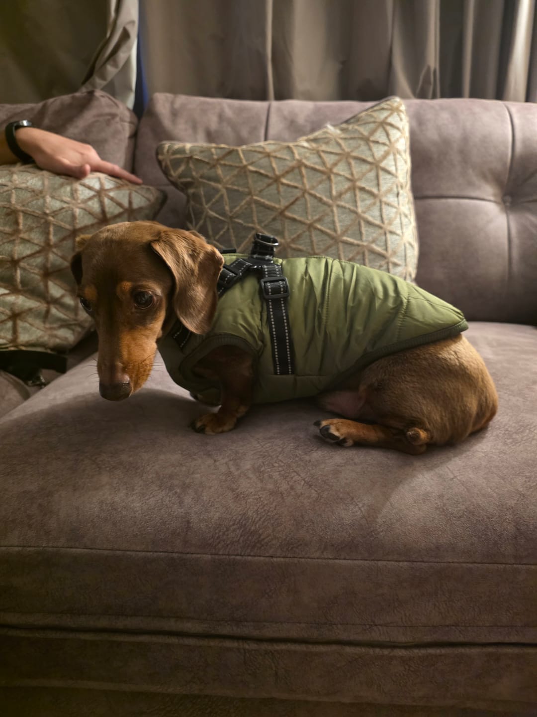 Customer photo review of DoggyKings™ 3 in 1 Jacket