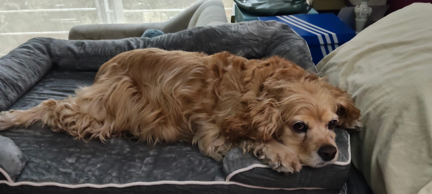 Customer photo review of Cama Ortopédica para Perros