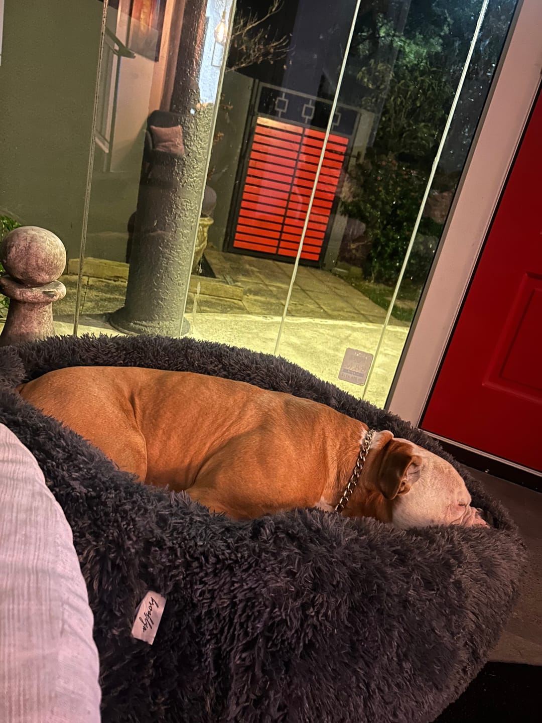 Customer photo review of Brooklyn® Deep Sleep Pet Bed