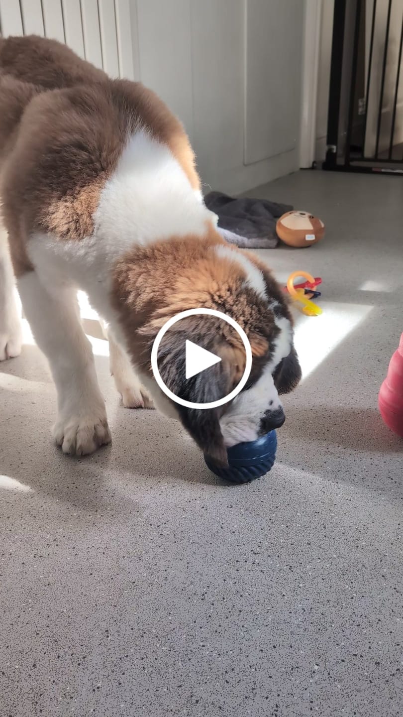 Customer video review of FreezJumbo™ – Our Biggest & Toughest Enrichment Toy Ever