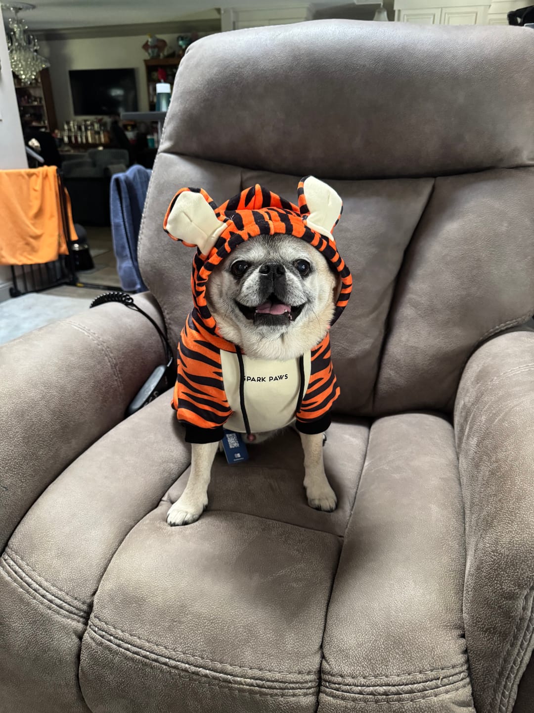 Customer photo review of Halloween Dog Hoodie - Black