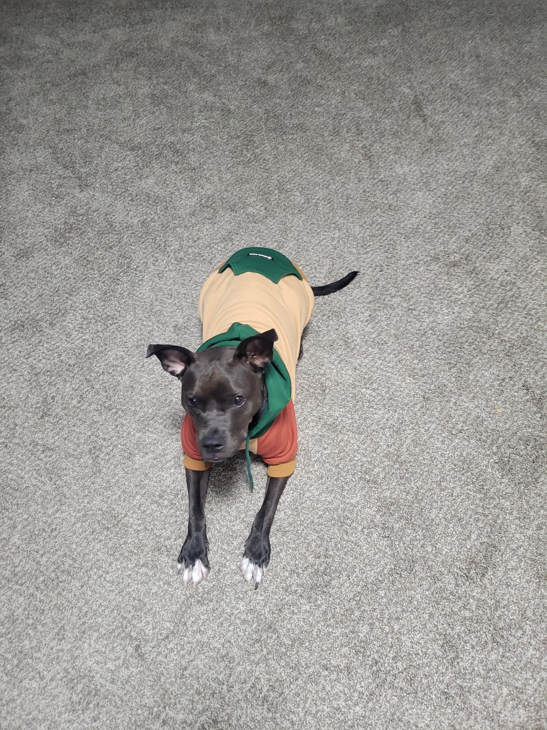 Customer photo review of Ranger Dog Hoodie
