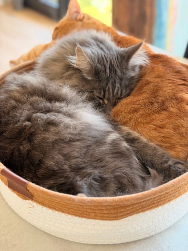 Customer's zwei Katzen schlafen zusammengekuschelt in einem runden, beigefarbenen Fellnest Katzenkorb.