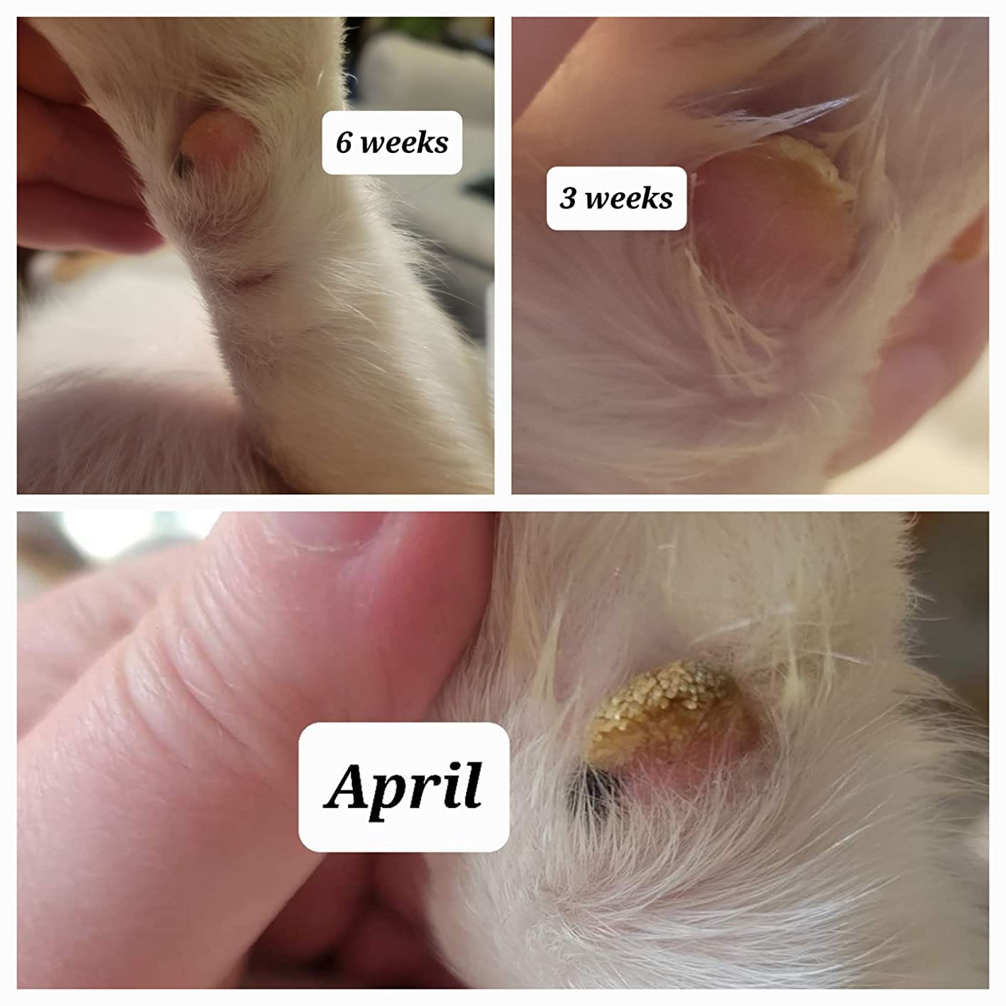 Customer photo review of Natural Paw Balm for Dogs & Cats