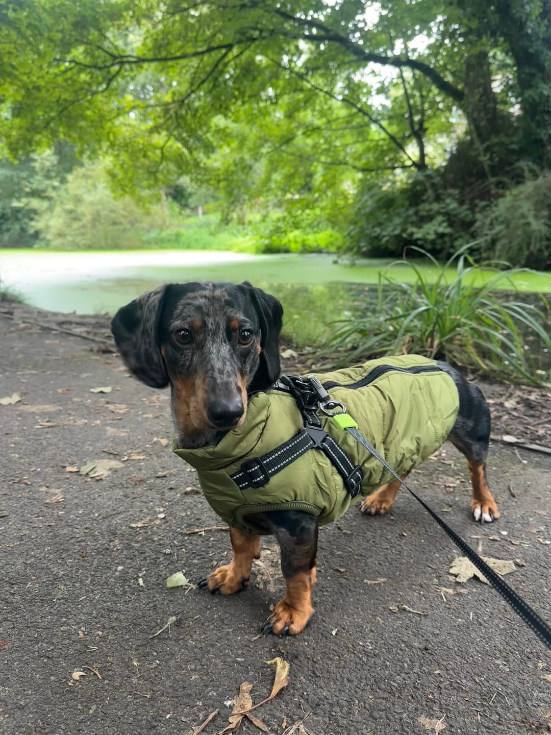 Customer photo review of FurryKing™ 3 in 1 Winter Jacket