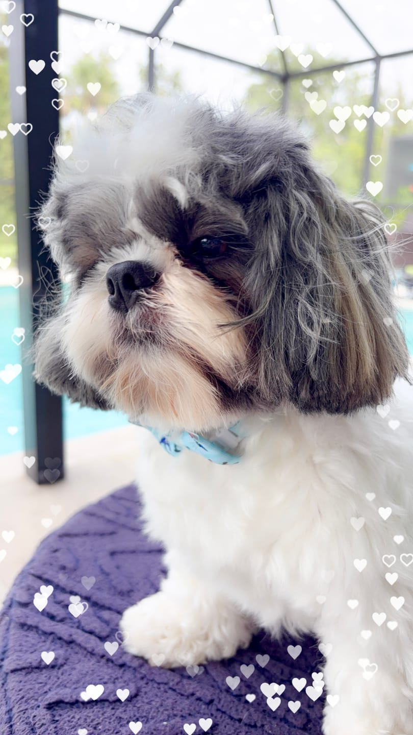 Customer photo review of Seaside Pet Shampoo