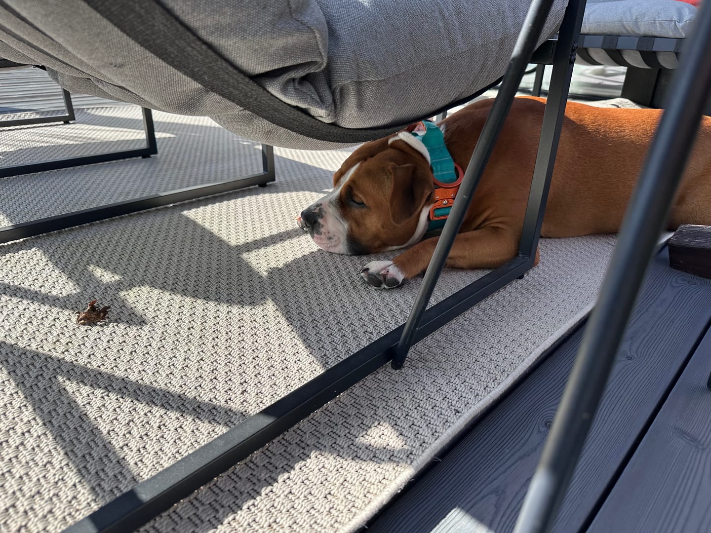 Customer photo review of 4cm LIGHTER Combat® Collar | With Handle & Secure Clip - Turquoise & Orange