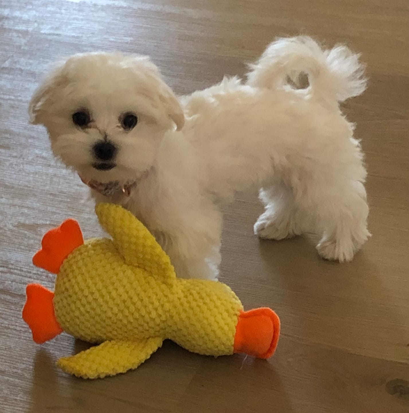 Customer photo review of [BEST SELLER] Calming Duck Dog Toy