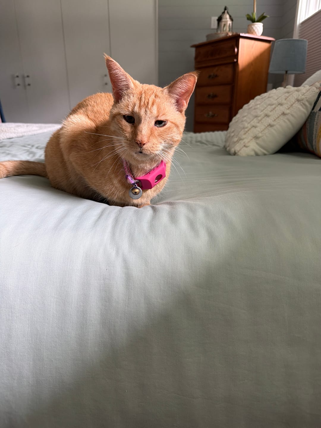 Customer photo review of FurLife™ - 12 Months All Natural Flea and Tick Tags for Cats