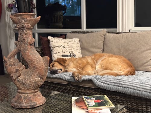 Customer photo review of Cosy Couch - Couch Cover