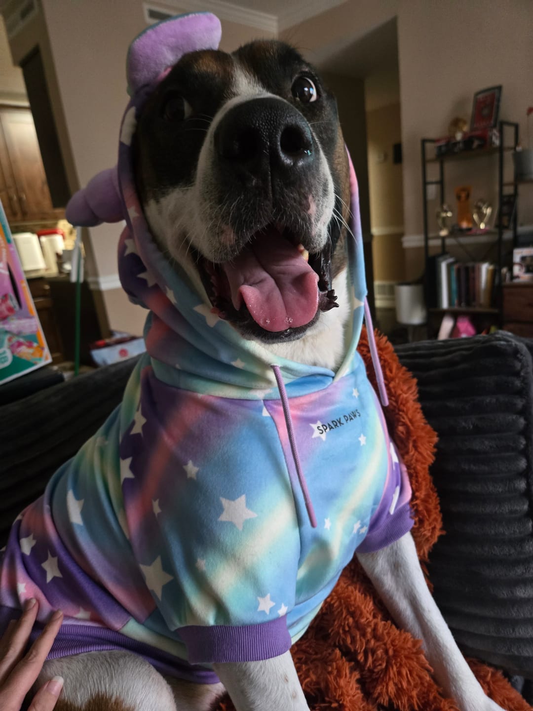 Customer photo review of Halloween Dog Hoodie - Unicorn