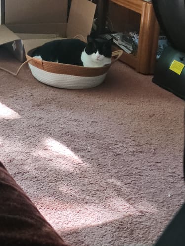 Customer's black and white cat comfortably resting inside the round, two-tone Instinct Basket on a carpeted floor.