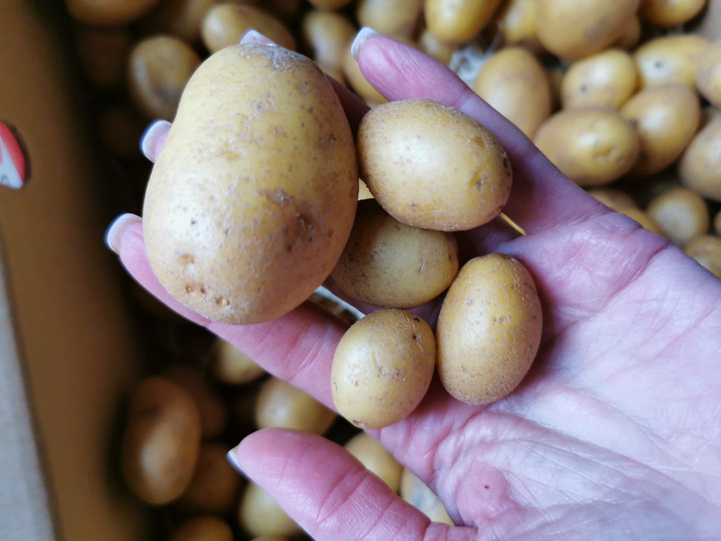 Customer photo review of "Butterkartoffeln" Bio regional Bioland