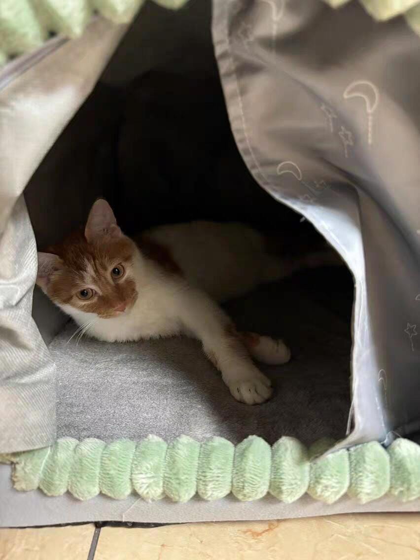 Customer photo review of Closed Cat House