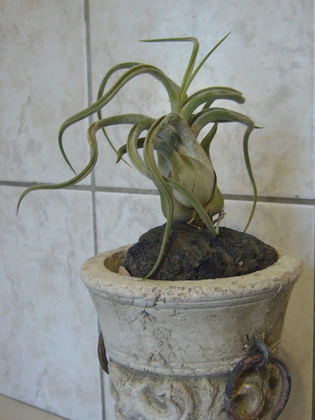 Customer photo review of Tillandsia caput medusae