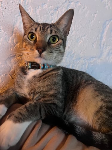 Customer photo review of Collar Fresas Gato