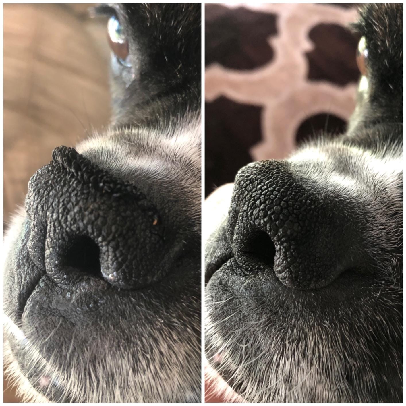 Customer photo review of Natural Paw Balm for Dogs & Cats