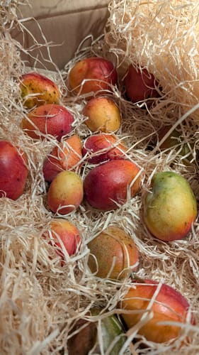 Kundenfoto der Baby-Mango Irwin, verpackt in Holzwolle in einer Versandkiste.