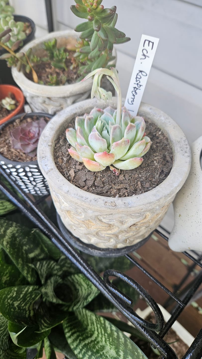 Customer photo review of Echeveria 'Raspberry Ice' - Cutting