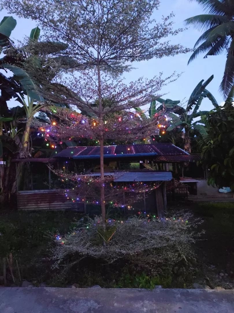 Customer photo review of StarryNight™ Solar Christmas Fairy Lights