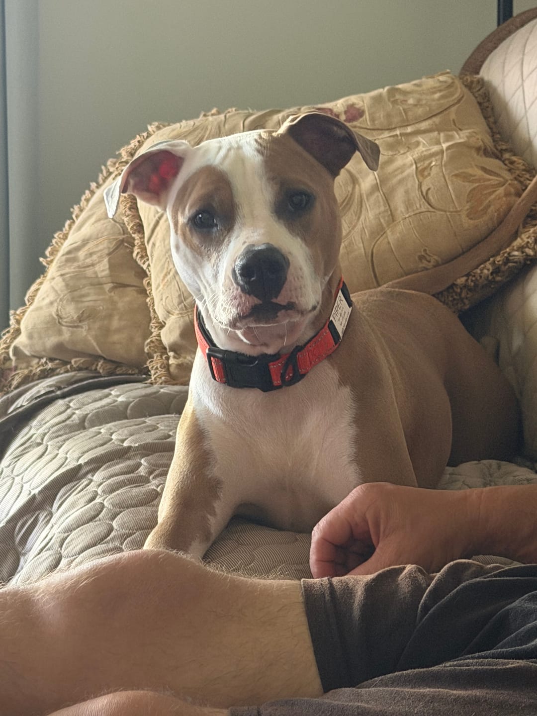 Customer photo review of Iron Paws Daily Human-Grade Superfood For Dogs