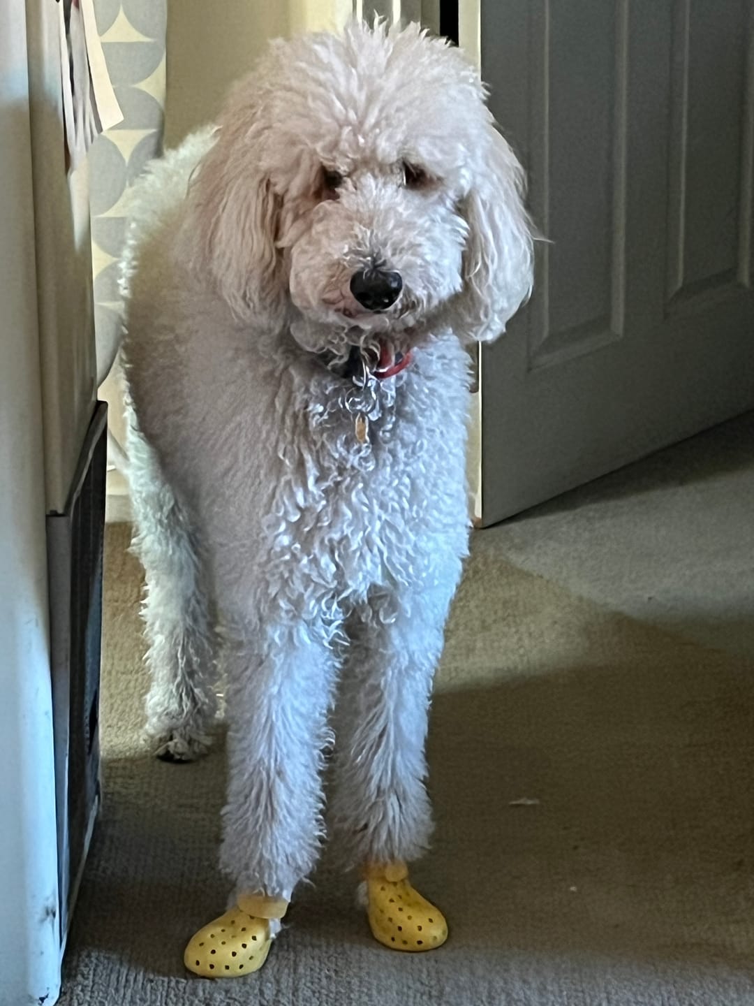 Customer photo review of WagWellies® Mojave