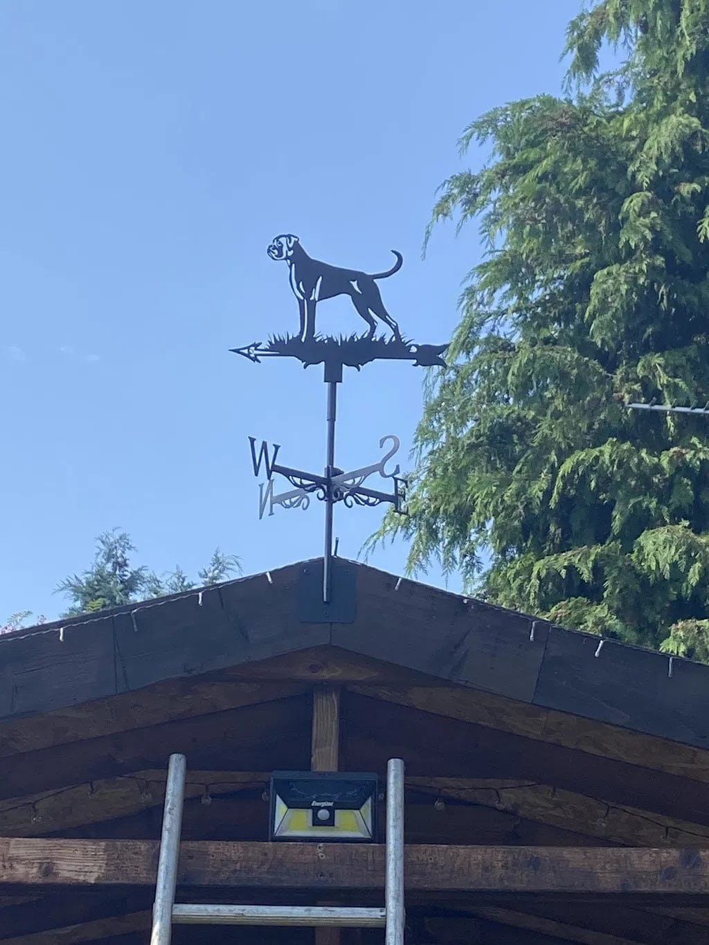 Customer photo review of Weather Vane - Boxer