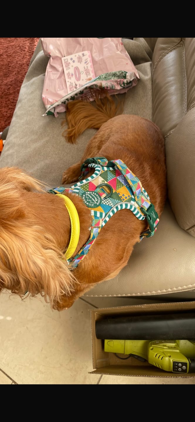 Customer photo review of Tough Trails™ Harness -  Patchwork