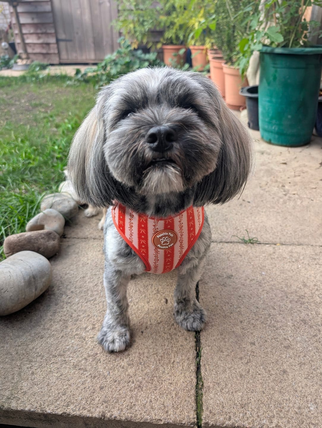Customer photo review of Bow & Blooms Dog Harness