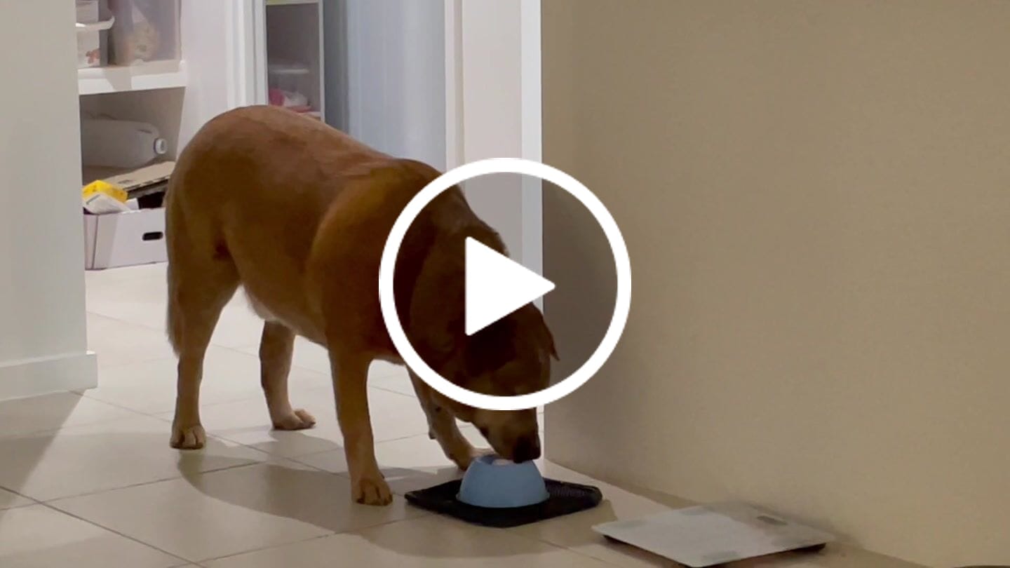 Customer video review of Slow Feeder Anti-Anxiety Dog Bowl