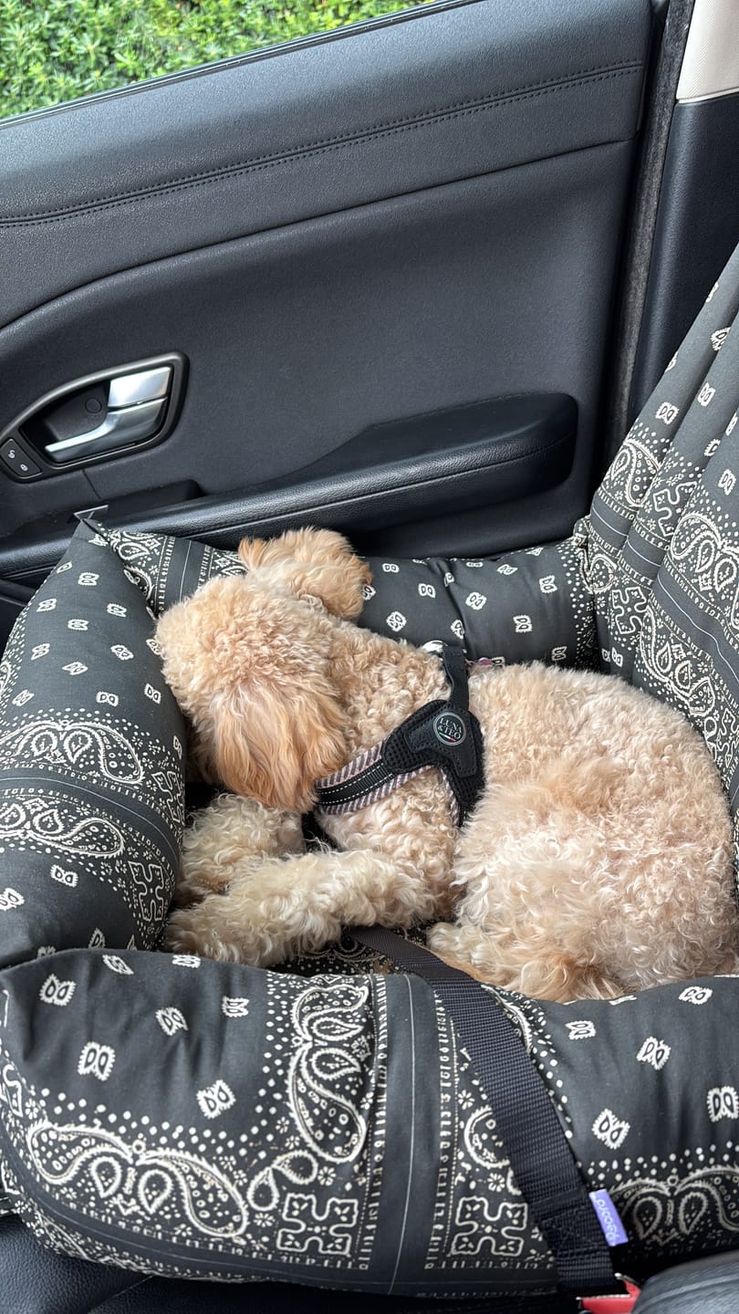 Customer photo review of Seggiolino Auto Cotone Premium Bandana Grigio Scuro