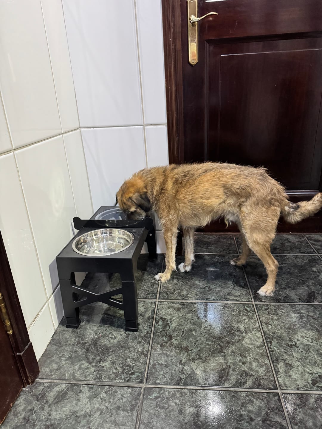 Customer photo review of Comedero Elevado THE DOGS Postura correcta en cada comida