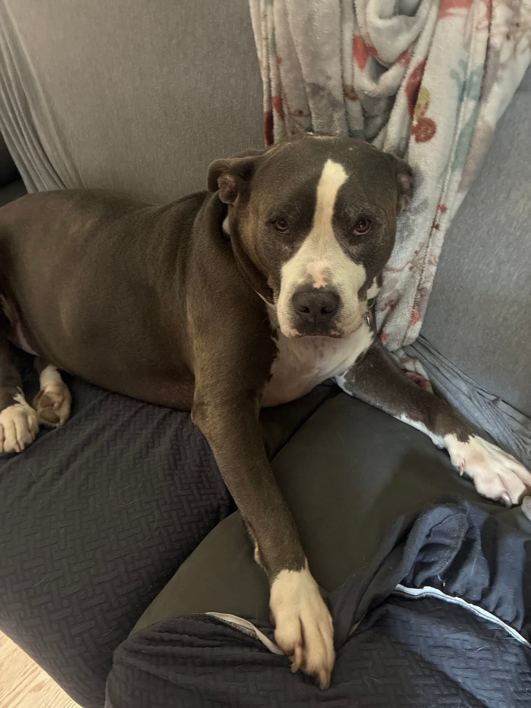 Customer photo review of Iron Paws Daily Human-Grade Superfood For Dogs