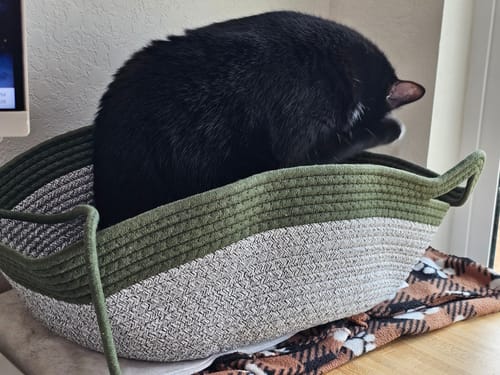 Customer's black cat sitting inside the two-tone green and white Instinct Basket, looking down over the side.