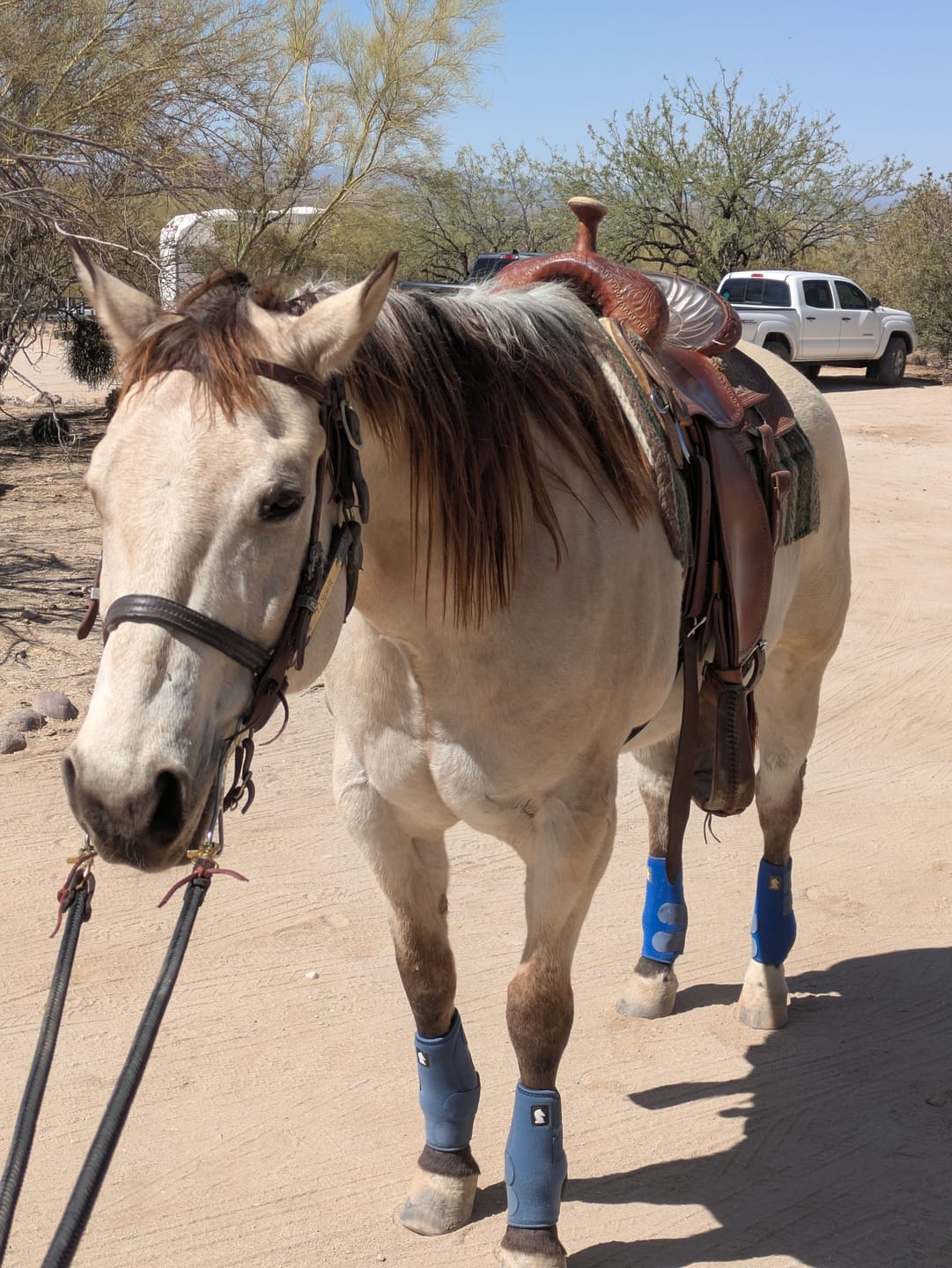 Customer photo review of OptiWize Collagen +Plus Horse Joint Supplement