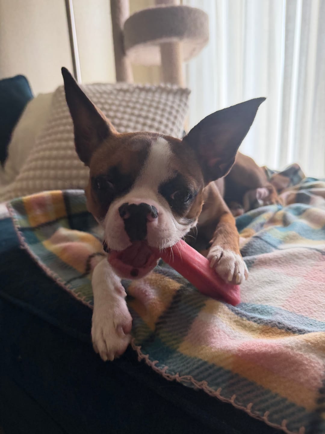 Customer photo review of Blueberry Yak Chew — Antioxidants, Vitamins C & K, Heart Health