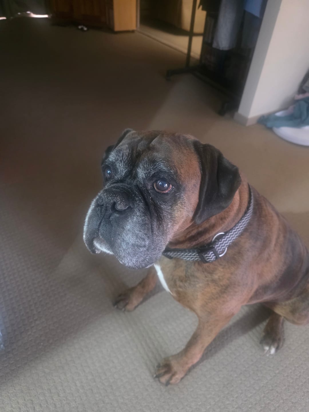 Customer photo review of Salmon Oil