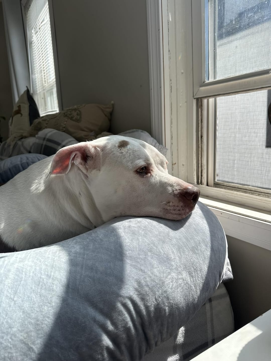 Customer photo review of Relieva™ Almohada Materna