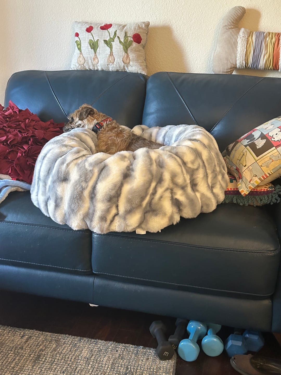 Customer photo review of Cloudy Day Blue Pet Bed